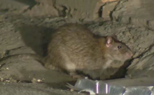 Dr. David Williams says three people have contracted Seoul virus, a virus linked to exposure to rats.