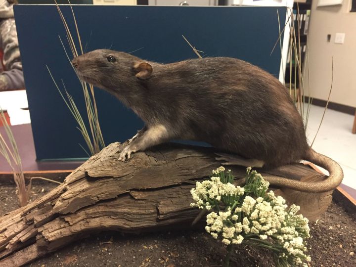 The Municipal District of Bonnyville wants residents to name this rat.