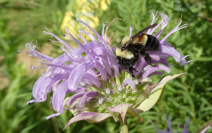 This 2016 file photo provided by The Xerces Society shows a rusty-patched bumblebee in Minnesota. 