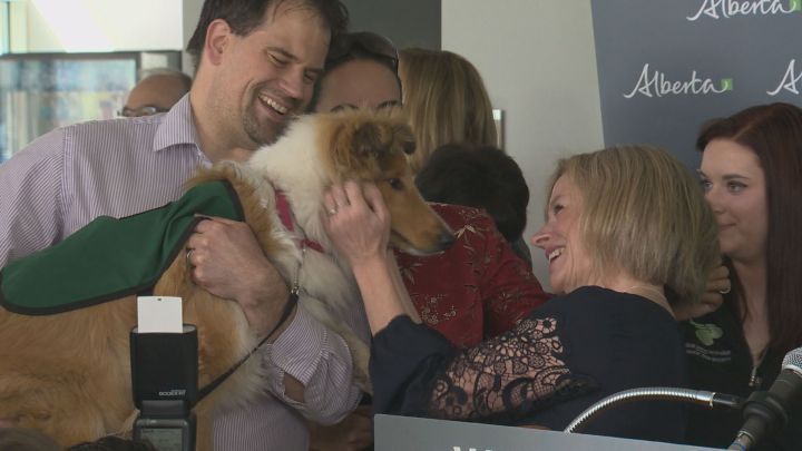 Premier Rachel Notley meets a service dog at an announcement in Edmonton for more provincial funding for service dog training on March 31, 2017.