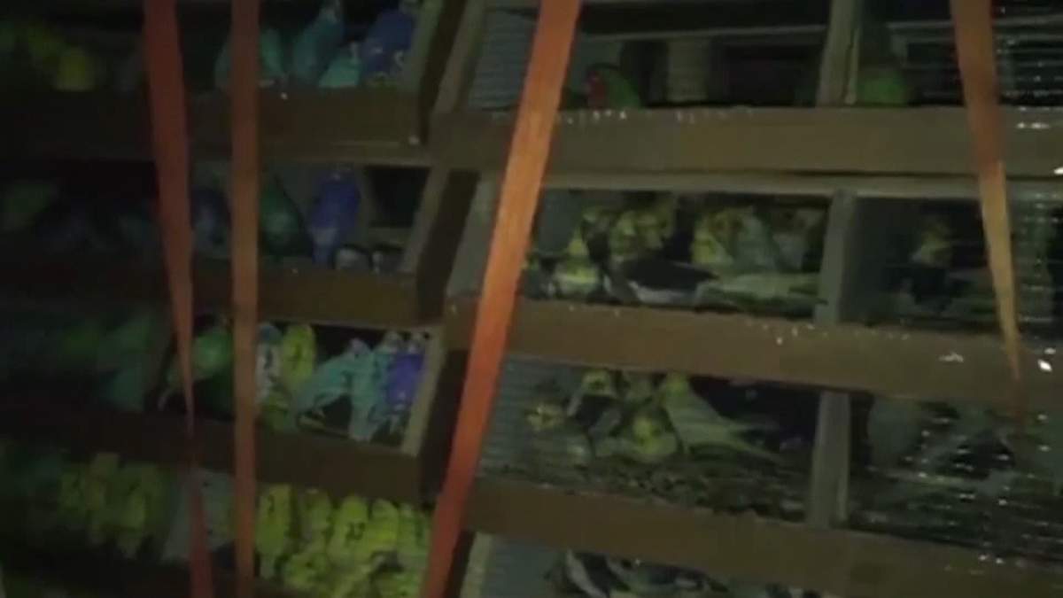 Ukrainian border officials discovered a one-month-old lion cub among a van of 2,245 parrots that were being transported to Turkey on March 22.