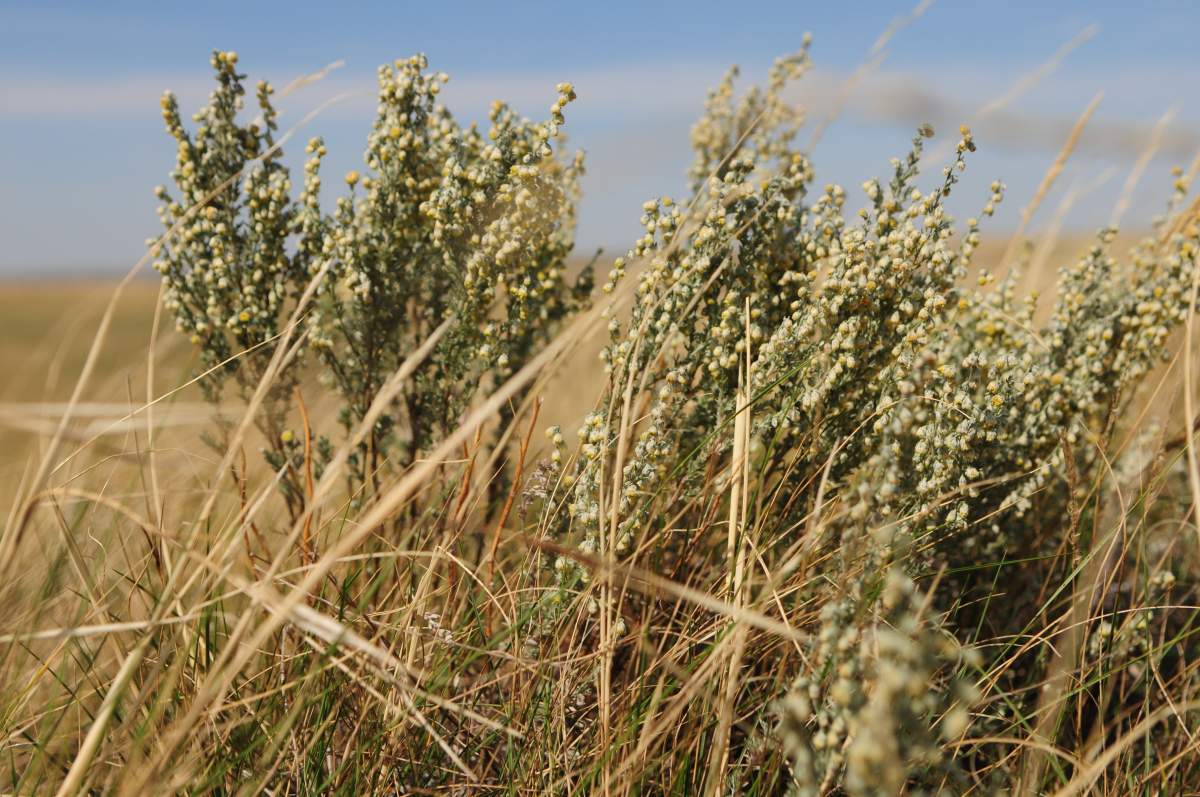 New conservation area aims to protect endangered grasslands in southern Sask. - image