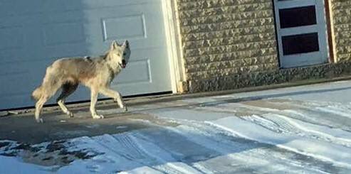 A wolf was spotted in West St. Paul on Friday. 