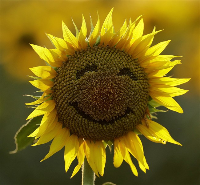 In this Sept. 7, 2016 file photo, a smiley face is seen on a sunflower in a sunflower field in Lawrence, Kan.