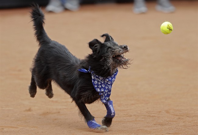 how long do rescue dogs take to settle