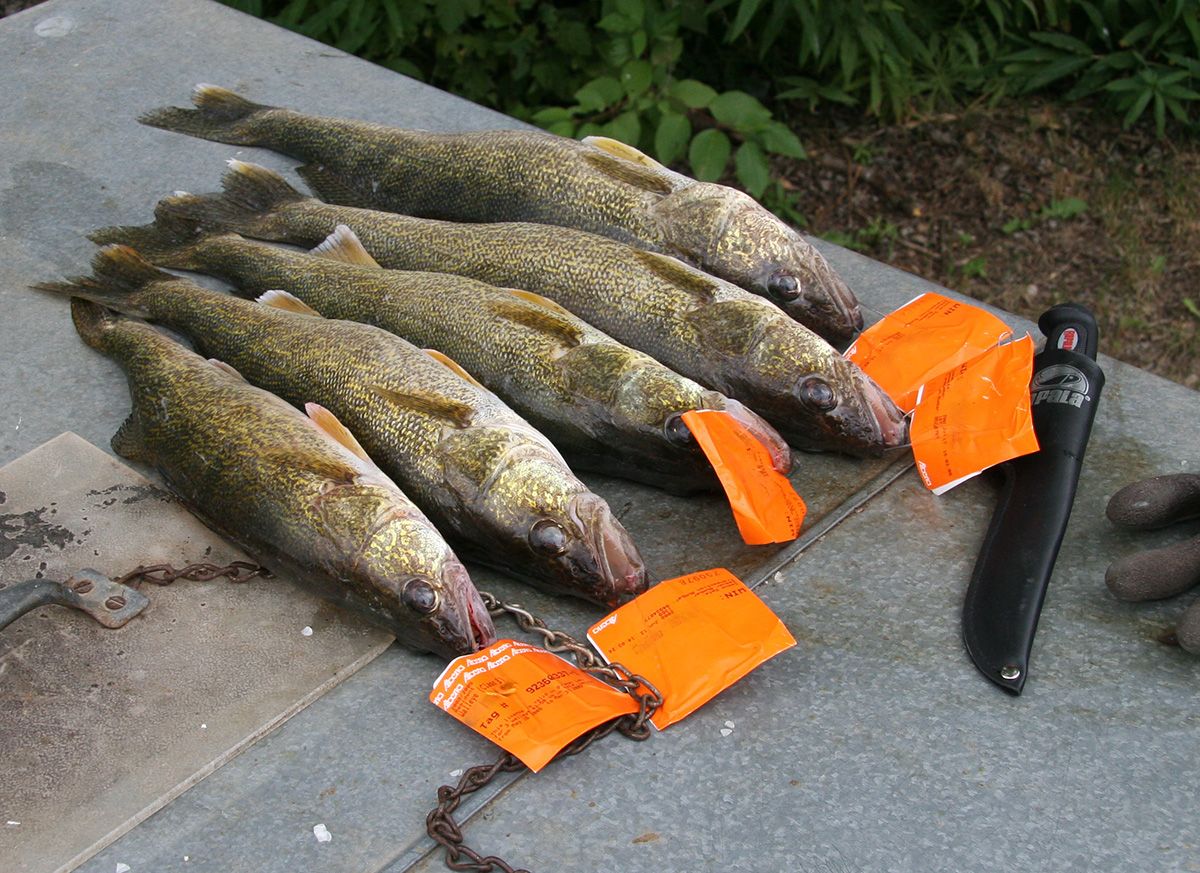 Tagged walleye fish. 
