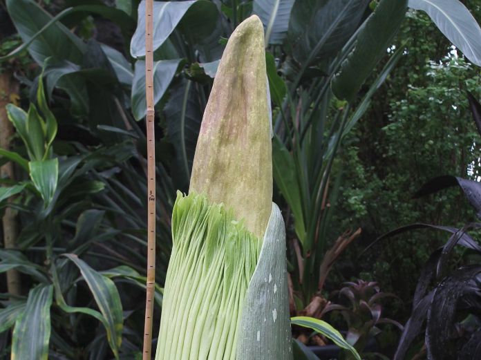The so-called "corpse flower" is expected to bloom soon at the Muttart.