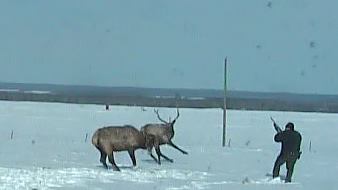 Fish and Wildlife officers in Grande Prairie respond to two elk locked together.