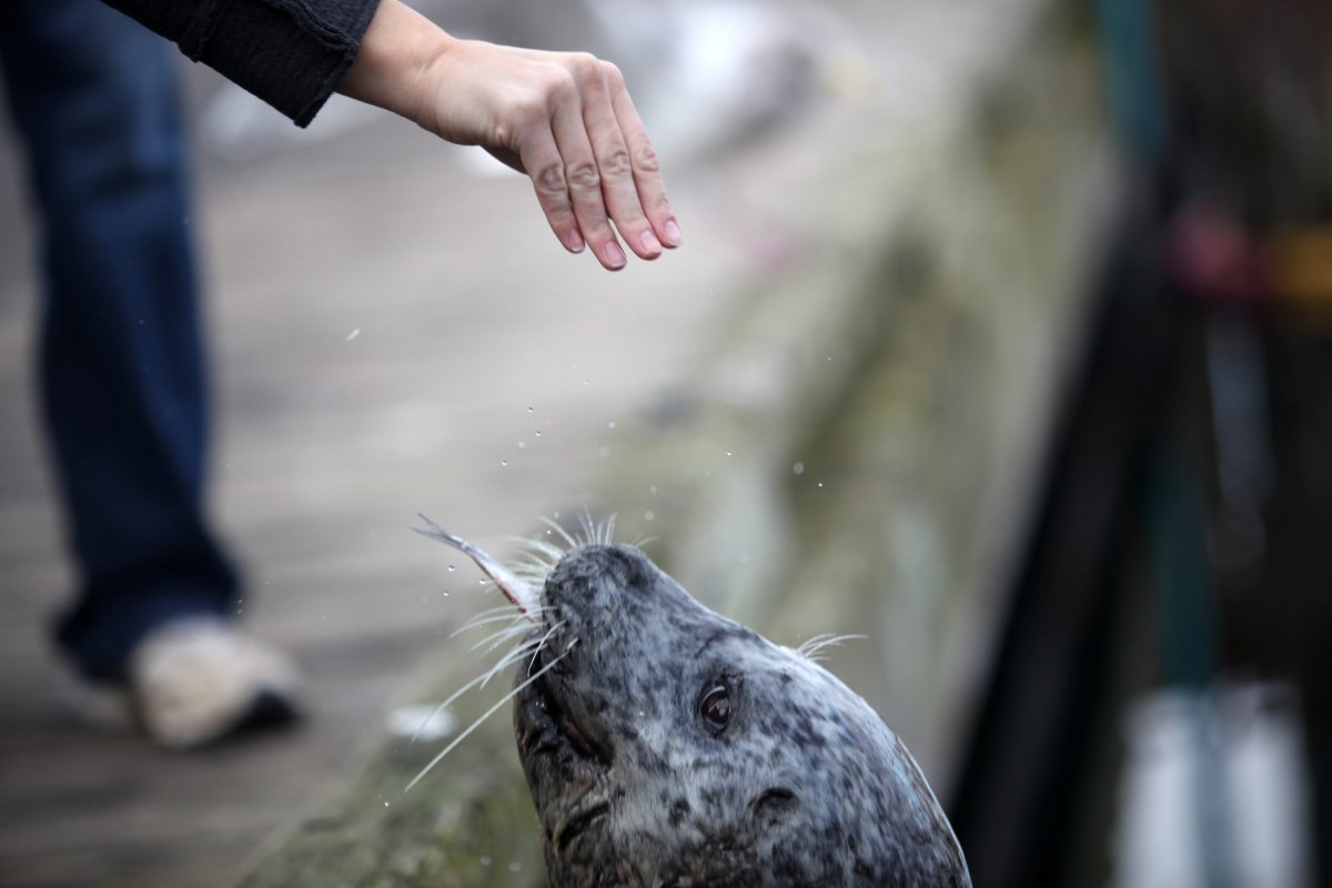 A woman feeds herring to a harbour seal at Fisherman's Wharf in Victoria, B.C. 