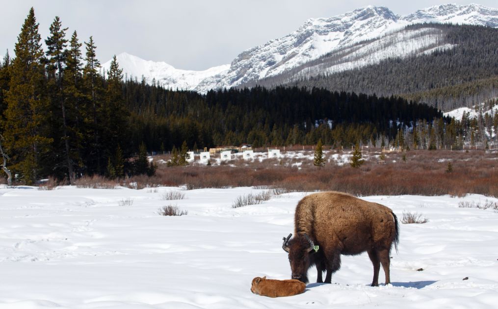 This little calf is the first bison born in Banff National Park’s backcountry in over 140 years.