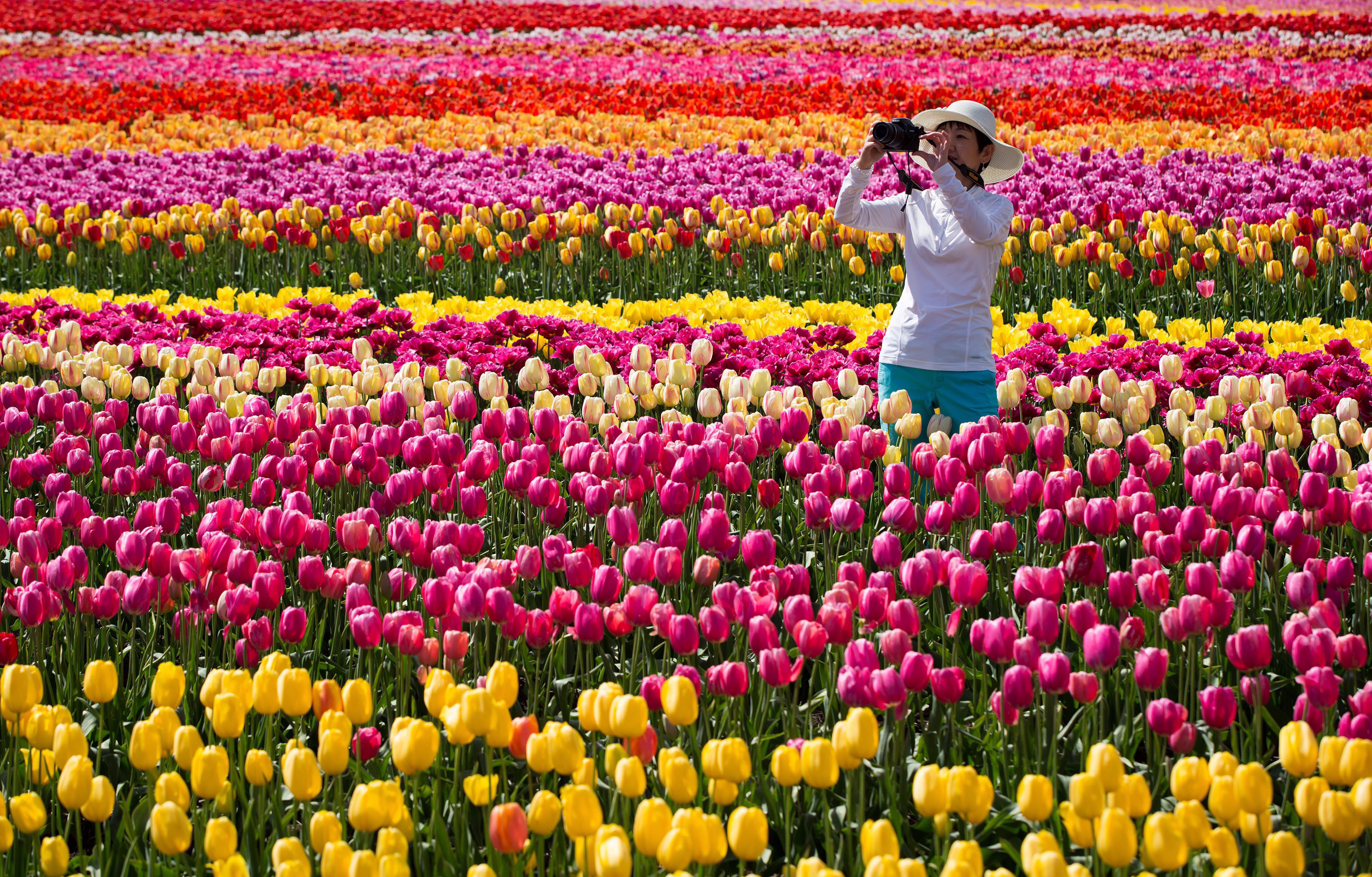 Abbotsford Tulip Festival Holds Contest For Solo Time With 2.5 Million ...