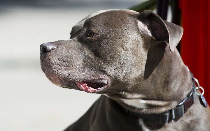 A file photo of a pit bull-type dog.