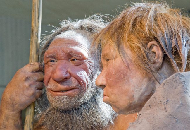 This photo shows reconstructions of a Neanderthal man named "N", left, and woman called "Wilma", right, at the Neanderthal museum in Mettmann, Germany. 

