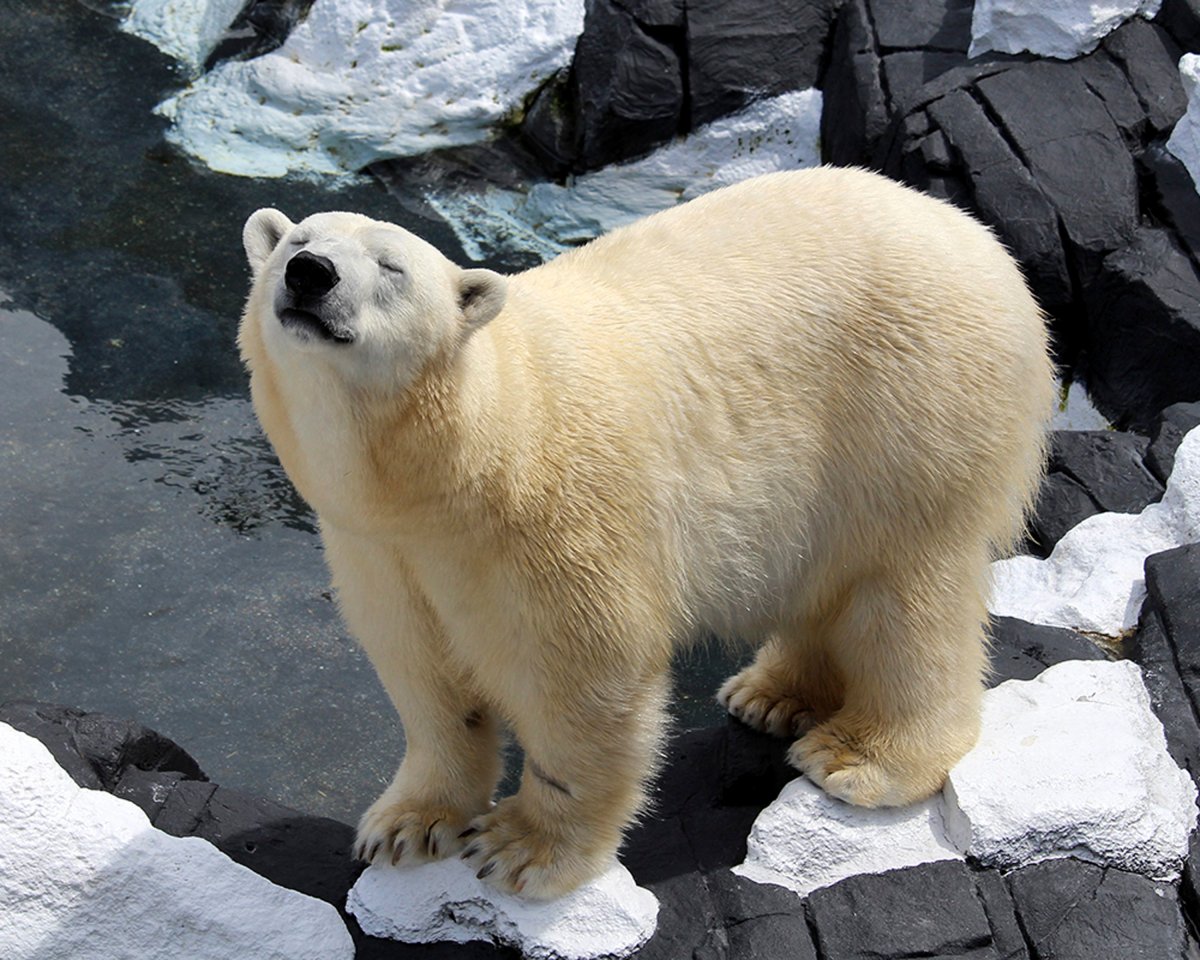 This undated photo provided by SeaWorld San Diego shows Szenja, a female polar bear. 