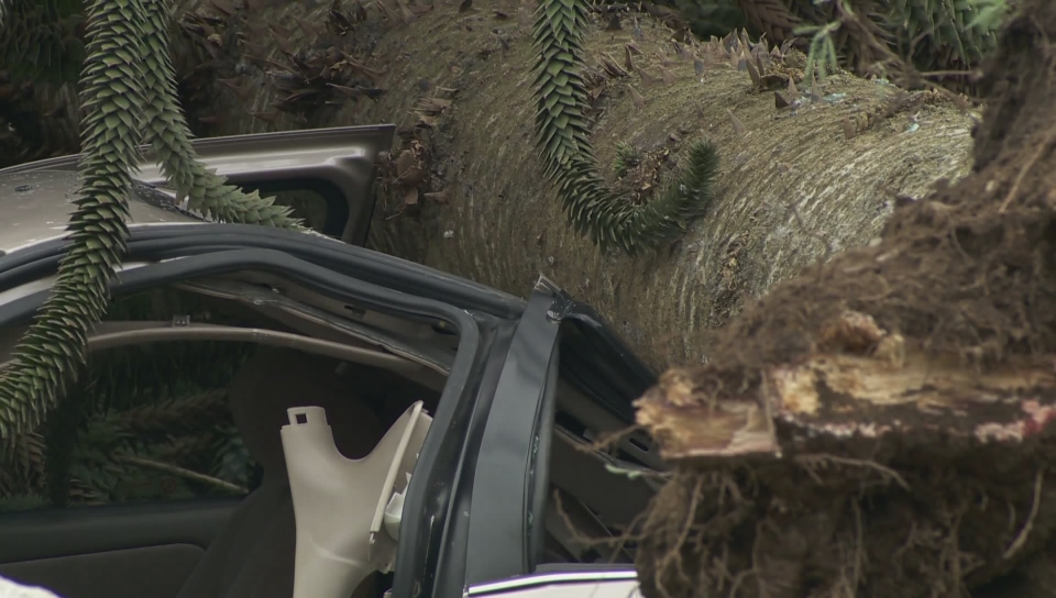 Surrey mom, 2 daughters trapped after tree falls on car during ...