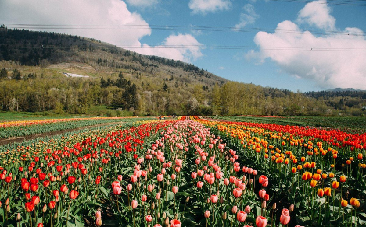 Almost 1.5 million tulips now in bloom at Abbotsford Tulip Festival - image