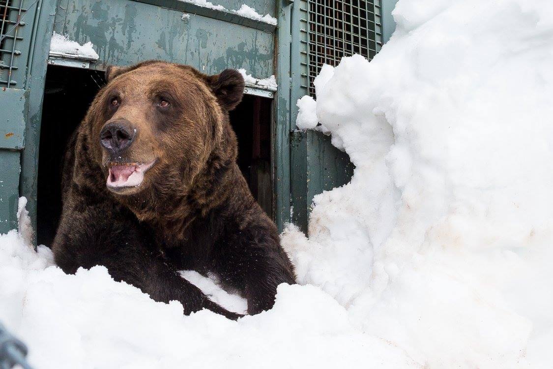 PHOTOS: Grouse Mountain grizzly bears emerge from hibernation - image