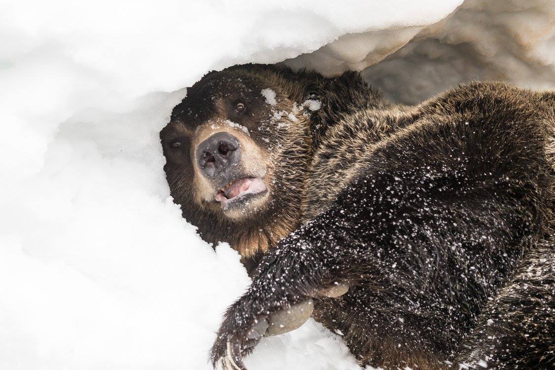 Photos: Grouse Mountain Grizzly Bears Emerge From Hibernation - Bc 