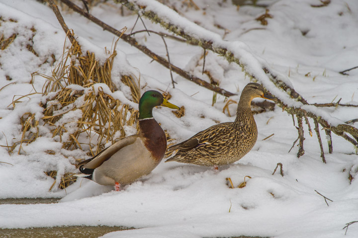 April 27: This Your Saskatchewan photo of mallard ducks was taken by Garfield MacGillivray at Prince Albert National Park.