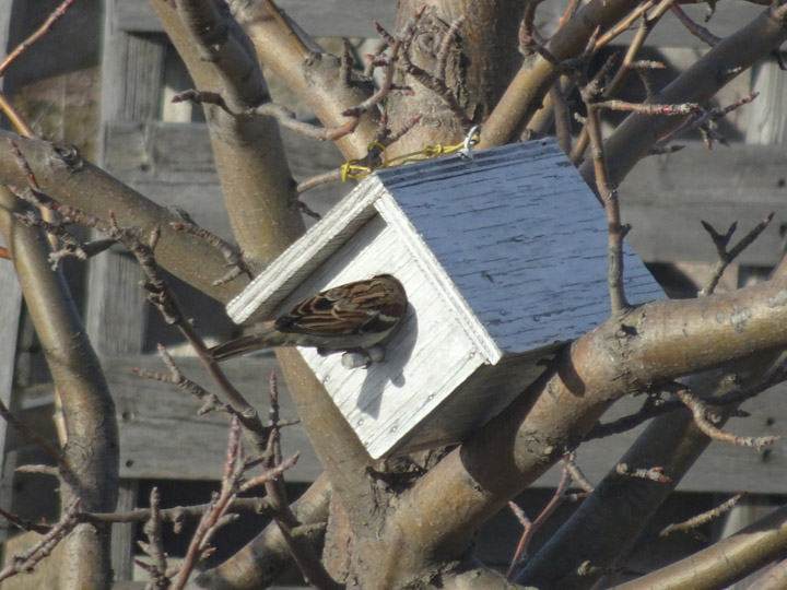 April 11: Diane Kacher took this Your Saskatchewan photo of a house sparrow trying to get in a bird house near Aberdeen.