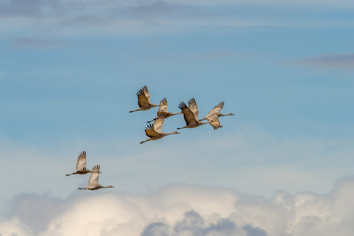 April 17: Garfield MacGillivray took this Your Saskatchewan photo of sandhill cranes near Quill Lake.