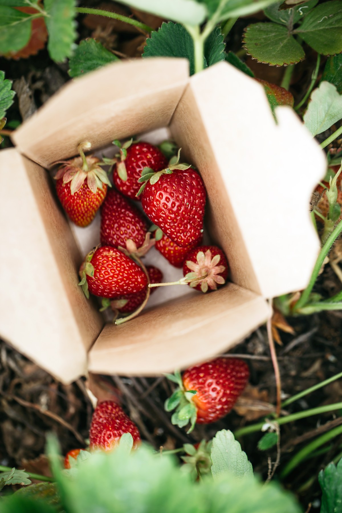 Enjoy a bounty of food experiences in Vancouver’s backyard garden: The Fraser Valley - image