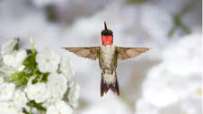 How to Attract Hummingbirds to Your Yard - image