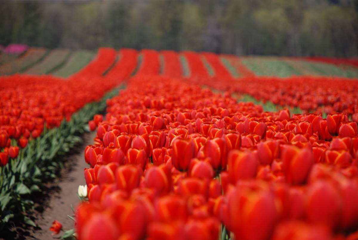 Tulips of the Valley Festival - image