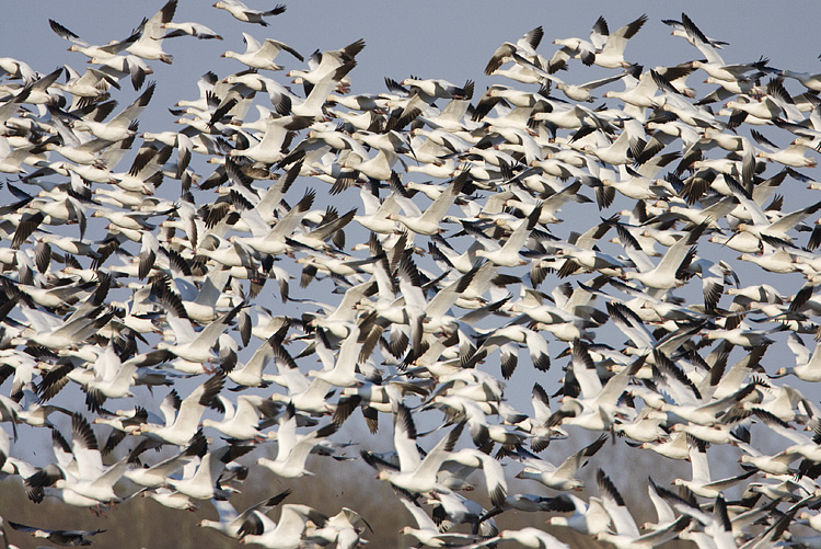 Snow Goose Chase - image