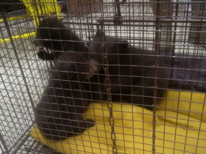 Three bear cubs found April 1, 2017 in the Vermillion Lake washrooms in Banff National Park. 