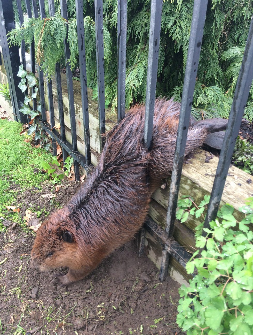 The beaver, prior to being rescued from a wrought iron fence in Hamilton.