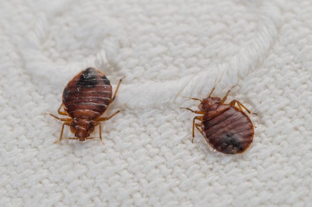 Bed bugs can be found anywhere and their presence is not determined by the cleanliness of living conditions.