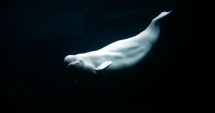 Toxins in vegetation may have caused death of beluga whales at