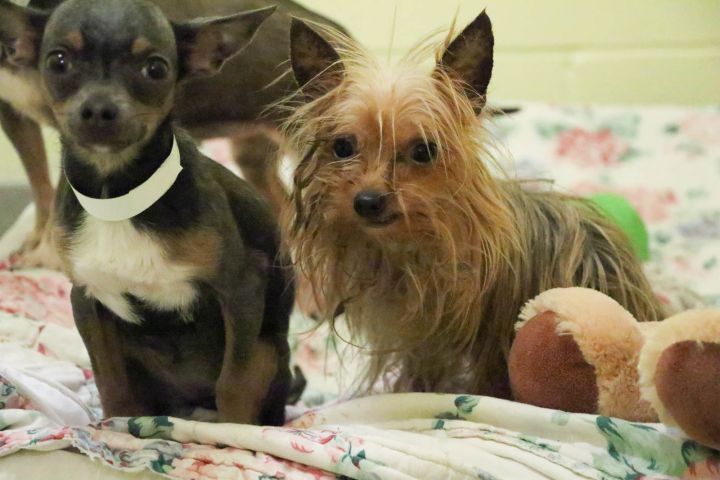 The Calgary Humane Society released photos of some of the 88 dogs seized from a Lethbridge home on March 24, 2017.