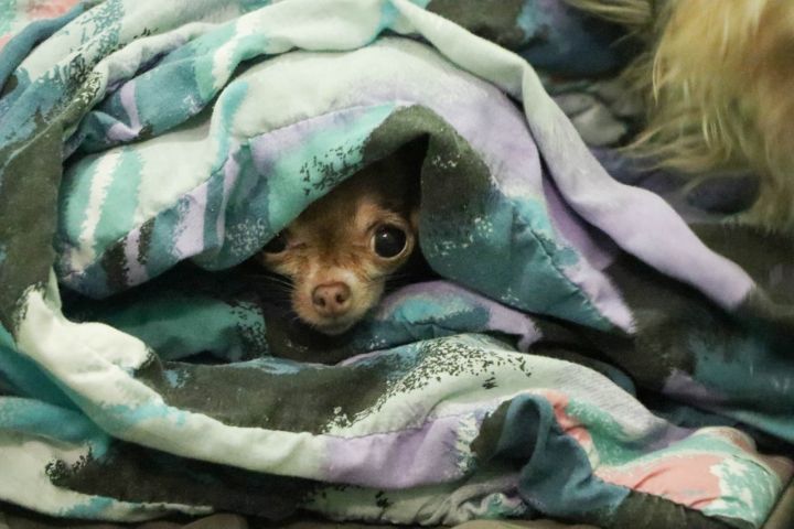 The Calgary Humane Society released photos of some of the 88 dogs seized from a Lethbridge home on March 24, 2017.