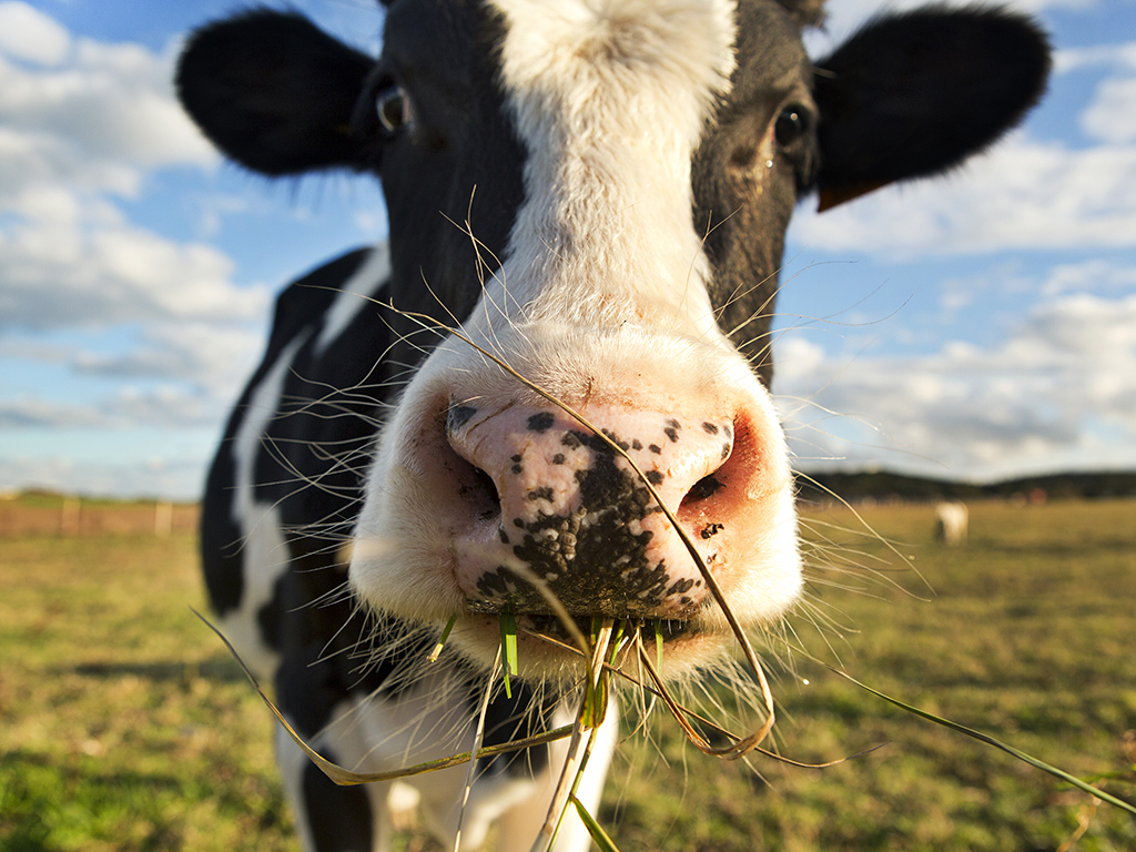 A Prince Edward County man is accused of rolling or crawling in cow manure to try to avoid arrest by OPP.