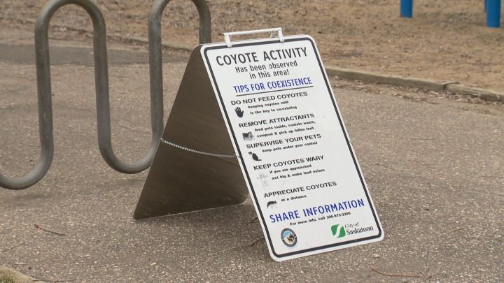 Coyote warning signs posted in Saskatoon after several sightings reported - image