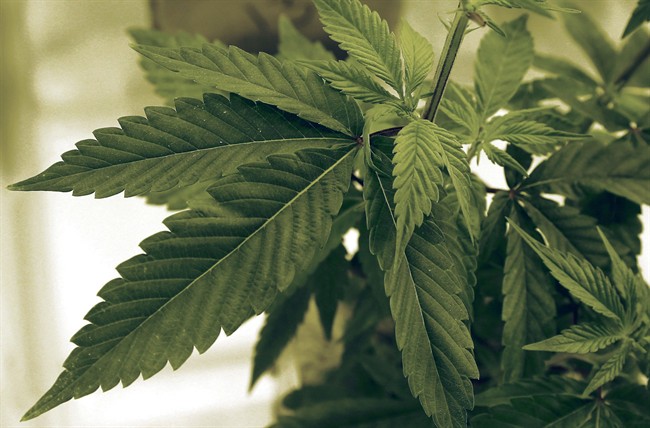 Hamilton police have charged the operator of a local marijuana dispensary.