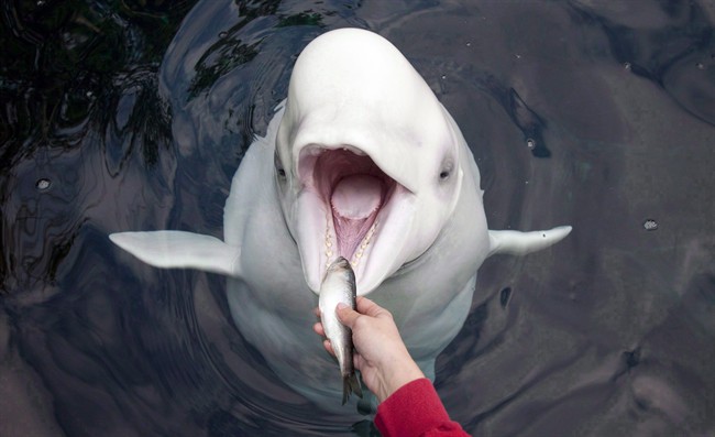 Keep your distance from playful belugas: Animal welfare experts |  Globalnews.ca