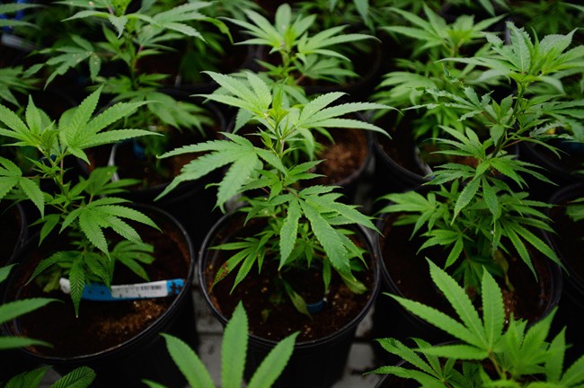 A file photo of marijuana plants are pictured.