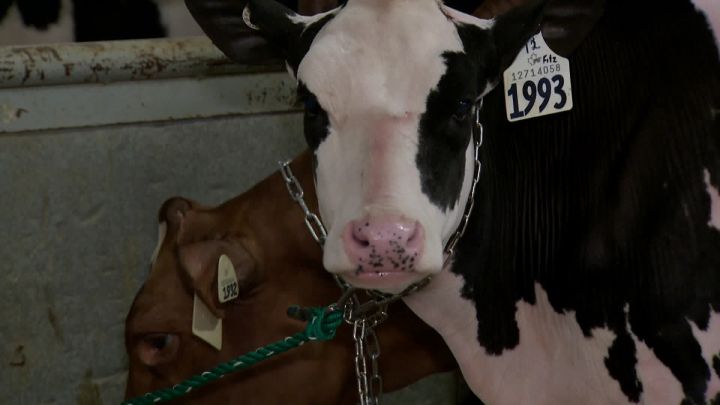 Canadian Dairy Farmers Defend Industry After Trade Tirade By U.S ...