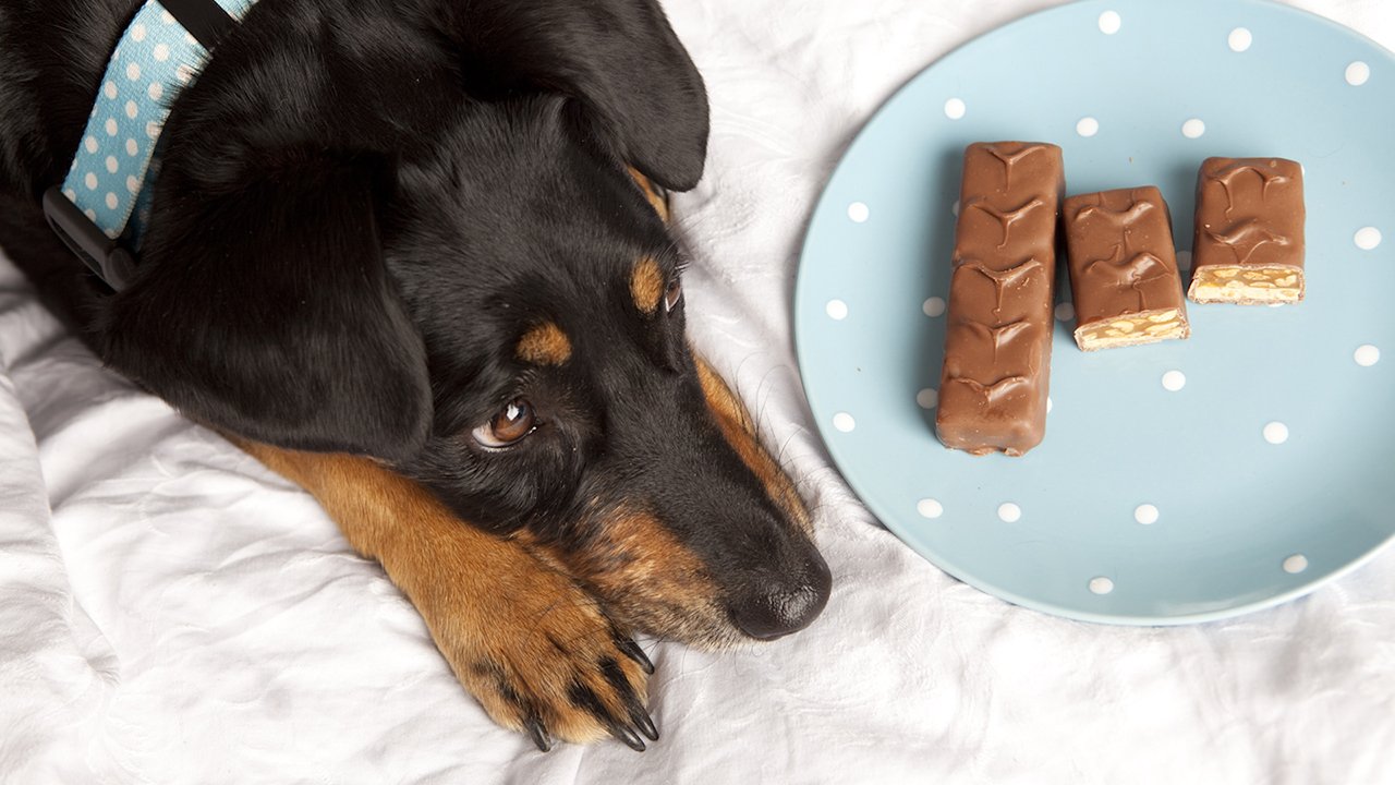 View of Can Cats And Dogs Eat Chocolate