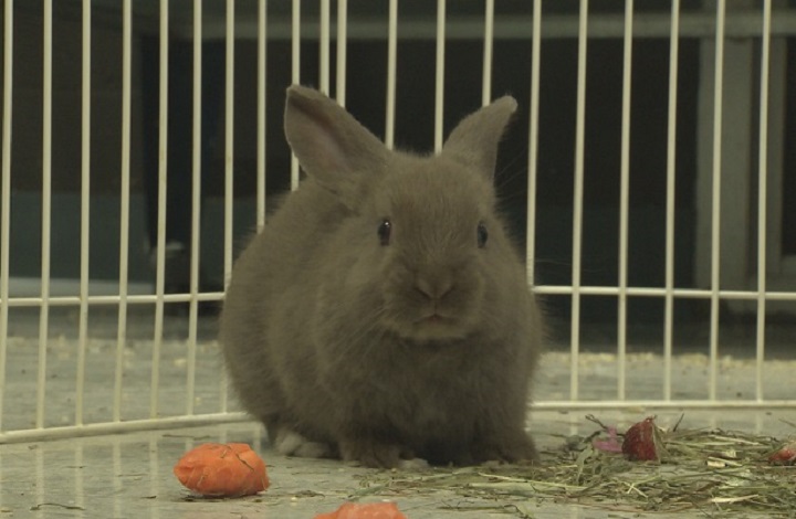 Surrey bans retail sale of cats dogs and rabbits BC Globalnews.ca