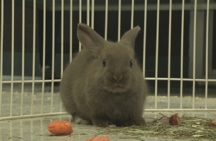 File photo. Rabbits, cats and dogs will no longer be allowed to be sold in retail pet stores in Surrey.