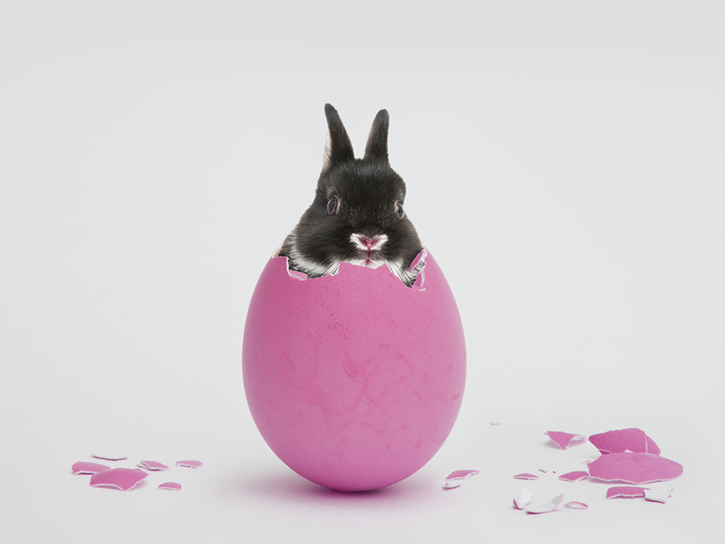 A blend of German folklore and Catholic tradition, the Easter bunny and his chocolate eggs have a strange history.