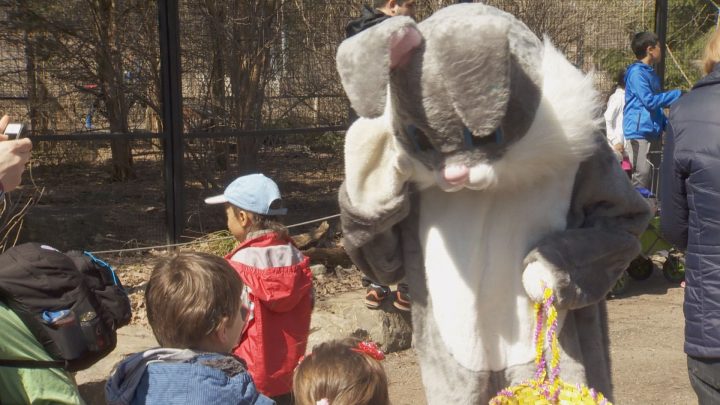 A child takes part in a fact-finding mission at the Ecomuseum Zoo. A Saturday, April 15, 2017.
