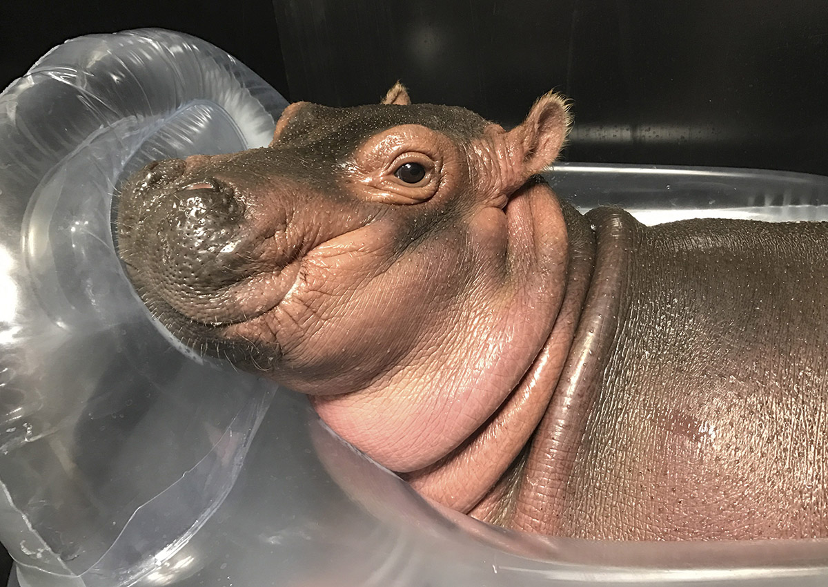 In this March 28, 2017 photo provided by the Cincinnati Zoo & Botanical Gardens, Fiona a prematurely born hippopotamus, rests in her quarantine enclosure at the Cincinnati Zoo & Botanical Gardens in Cincinnati.
