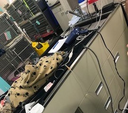 A hairdryer allegedly used to warm animals while they\’re under anesthetic.