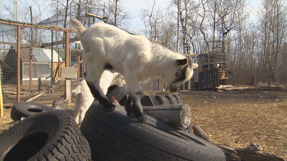 Manitoba petting farm getting in on goat yoga craze - Winnipeg ...
