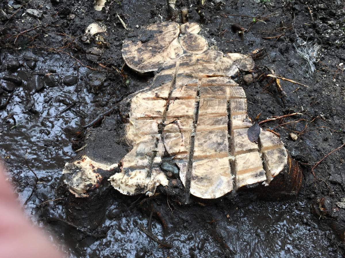 All that was left of Kanavaros’ fig tree after it was removed.